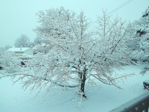 Neige, 20 janvier 2015, Marc Tamet